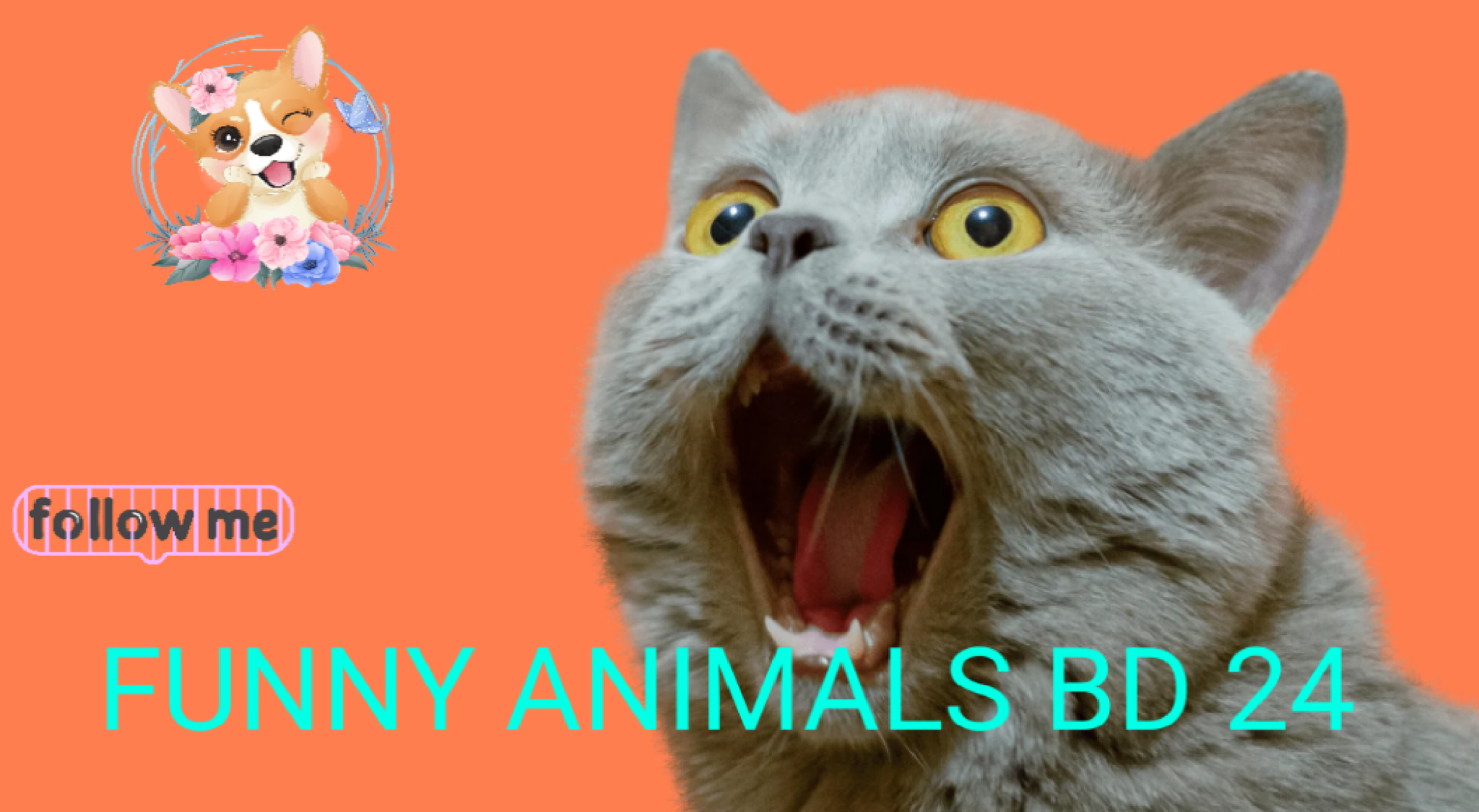 funny animals b d 24