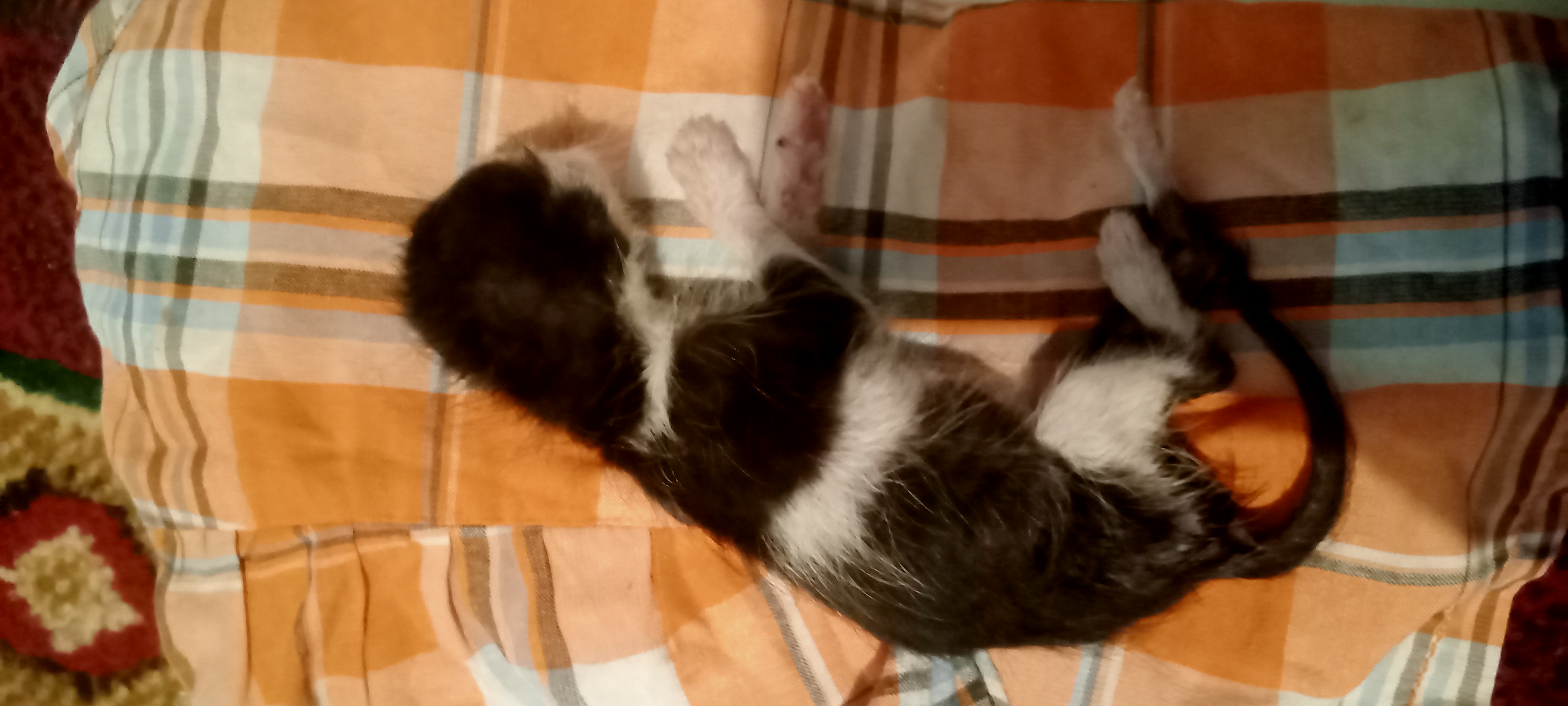 The Civilization Innovator