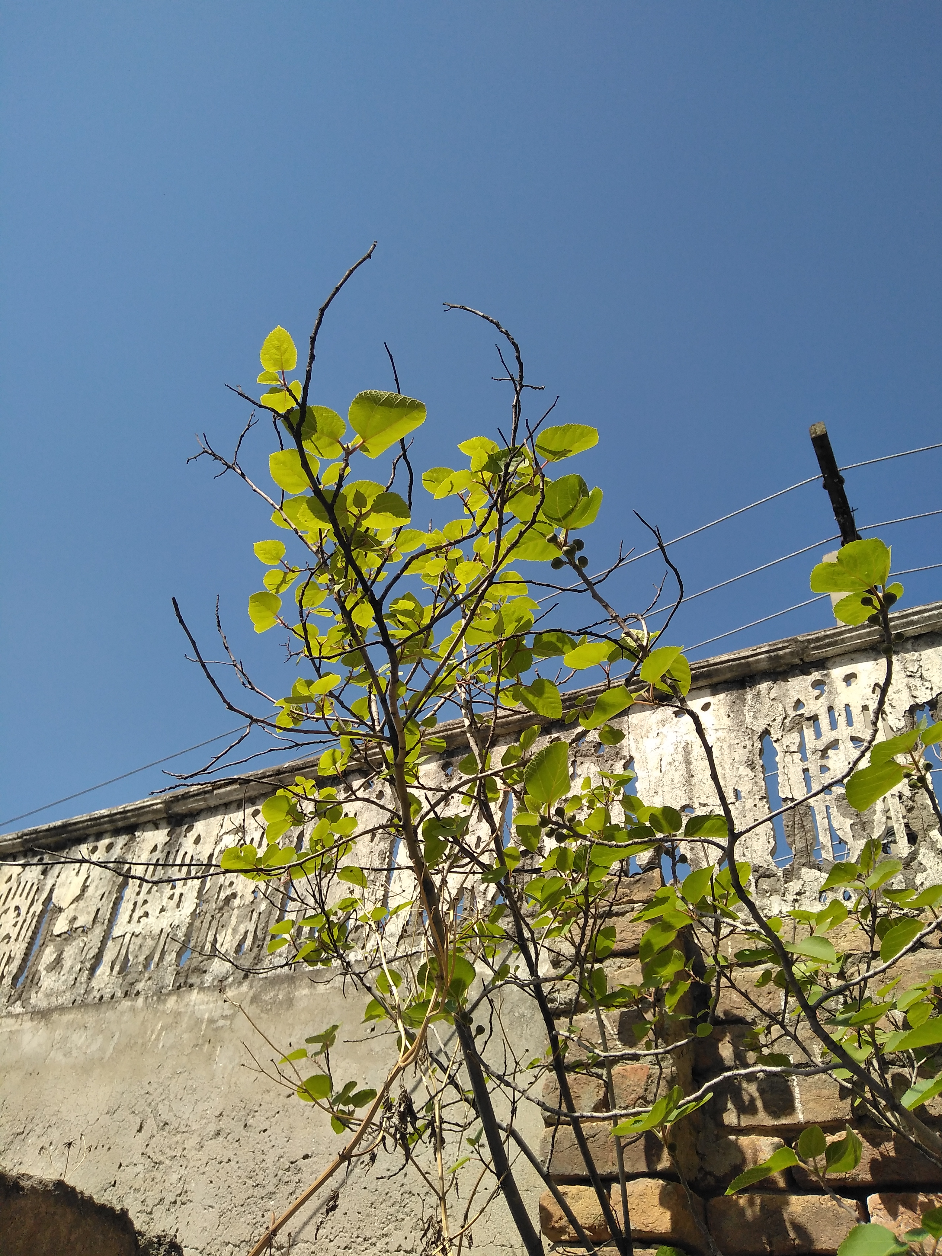 Syed Aamir Naghman Gilani