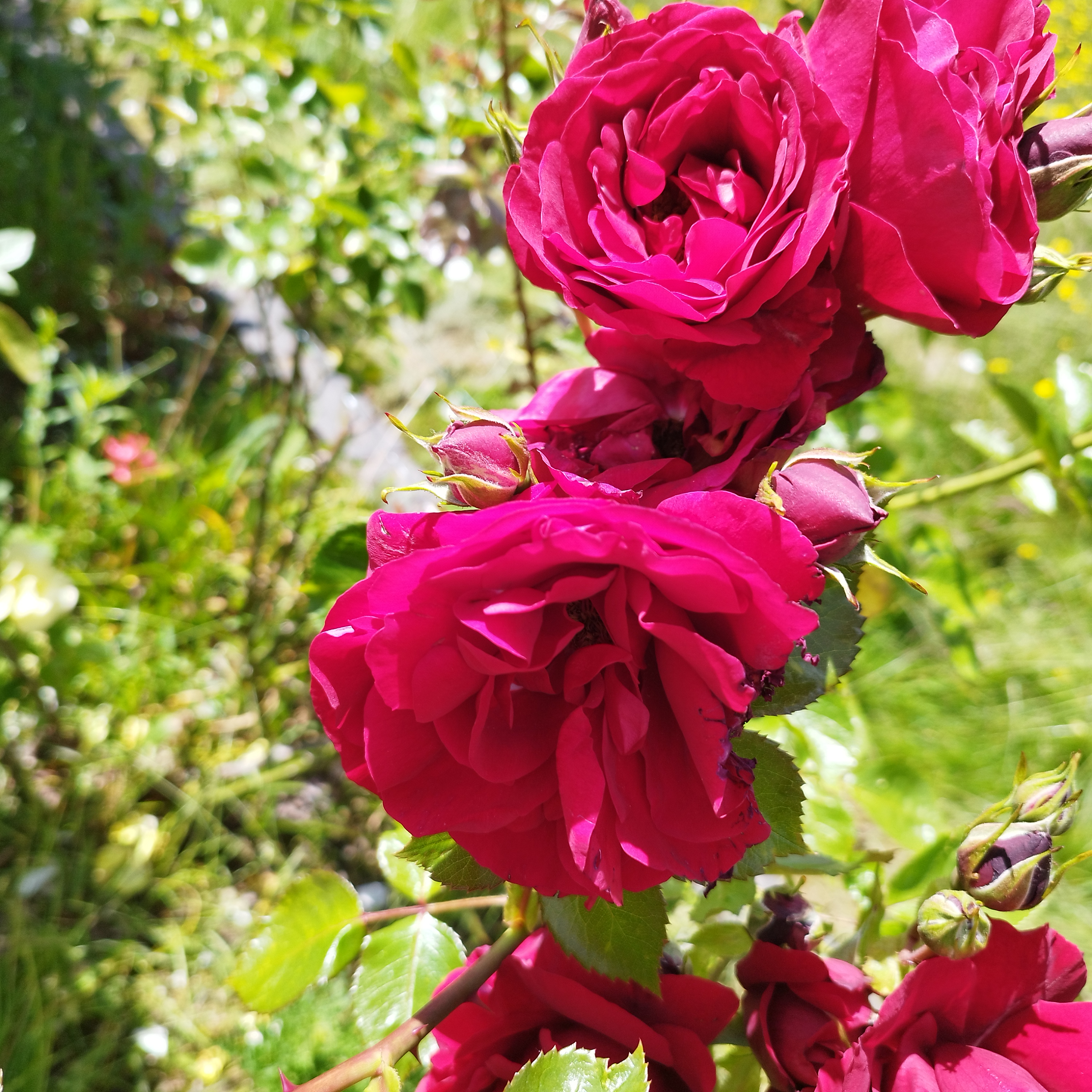 Entertainment.Funny video