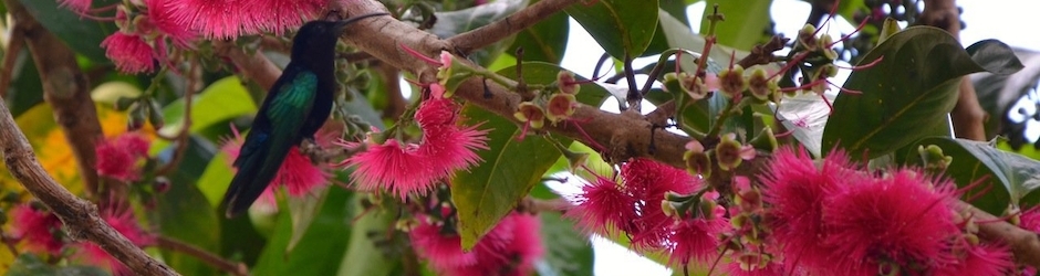 Françoise Beaugency