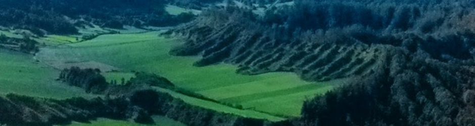 Alvaro Gonçalves Correia de Lemos