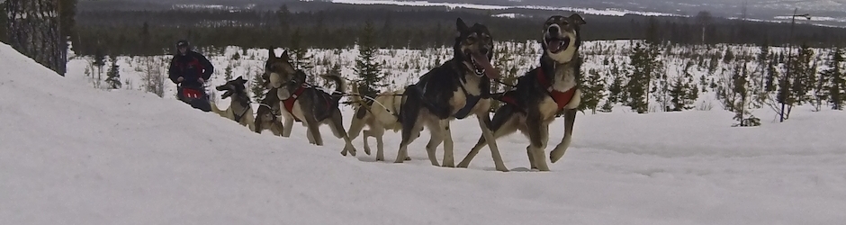 Norrland husky, le traineau scandinave