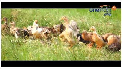 உலகம் முழுவதும் உற்சாகமாக கொண்டாடப்பட்ட தை திருநாள்