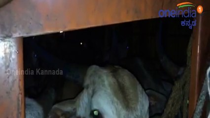ಅಕ್ರಮ ಗೋ ಸಾಗಾಣಿಕೆ ತಡೆದ ಸಂಸದ ಪ್ರತಾಪ್ ಸಿಂಹ