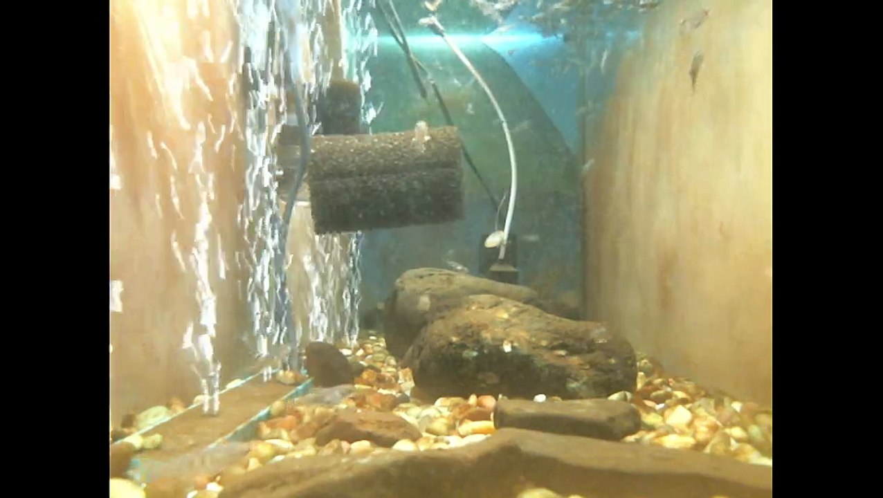 EPCAMR's Trout Tank Live Stream