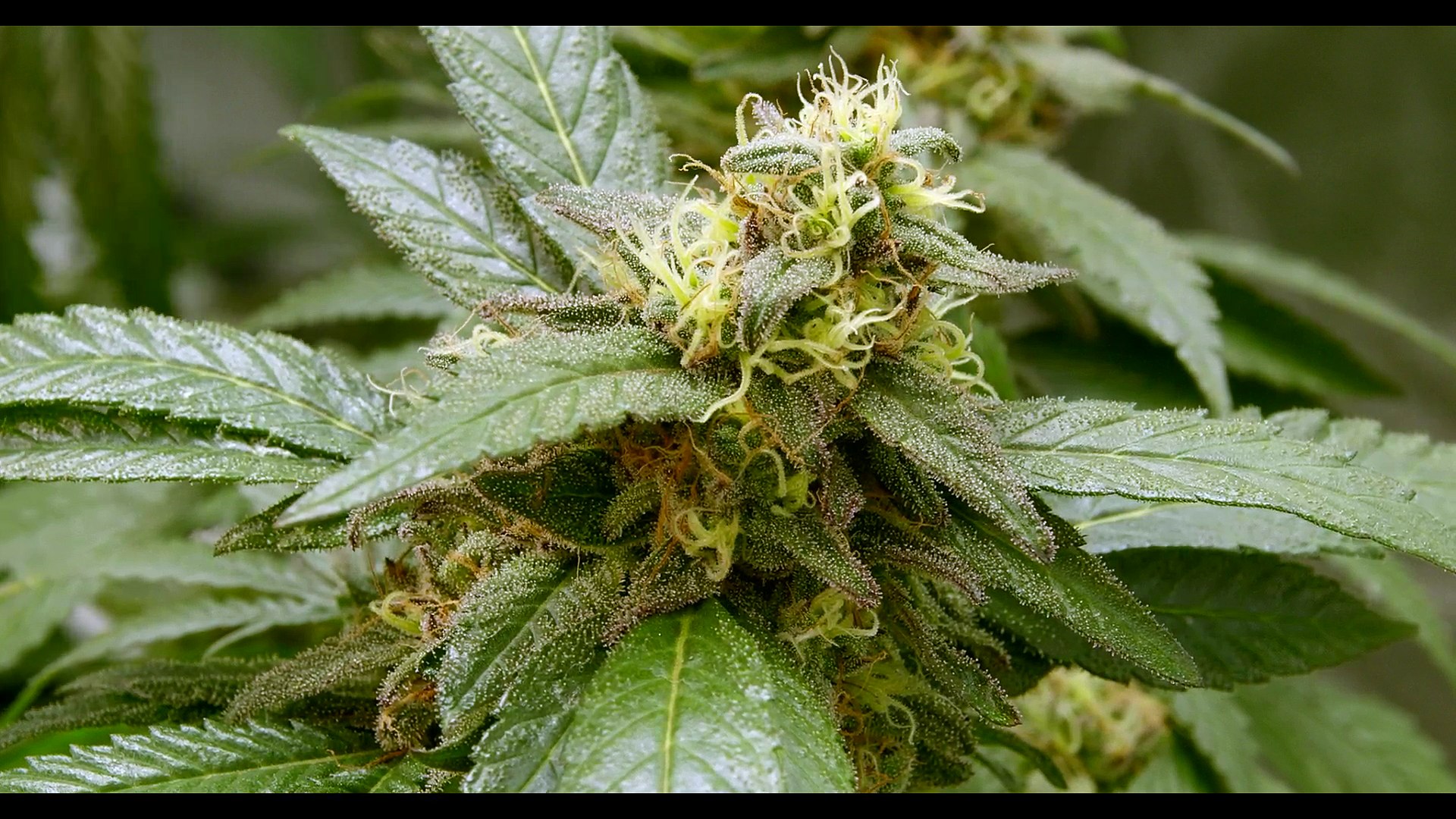 ⁣CANNABIS LIVE from SPACE