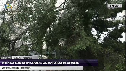 En Vivo - Intensas lluvias en Caracas causan caídas de árboles