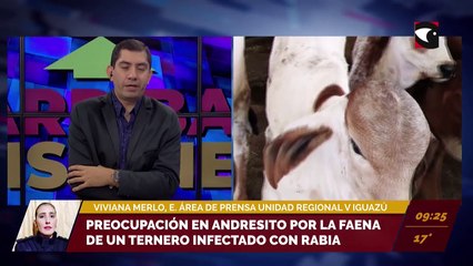 Preocupación en Andresito por la faena de un ternero infectado con rabia