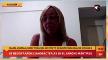 Cianobacterias en el Arroyo Mártires
