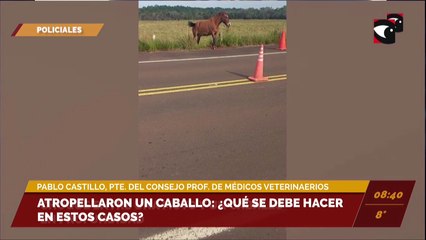 Atropellaron un caballo: ¿Qué se debe hacer en estos casos?. Pablo Castillo, presidente del Consejo Profesional de Médicos Veterinario de Misiones