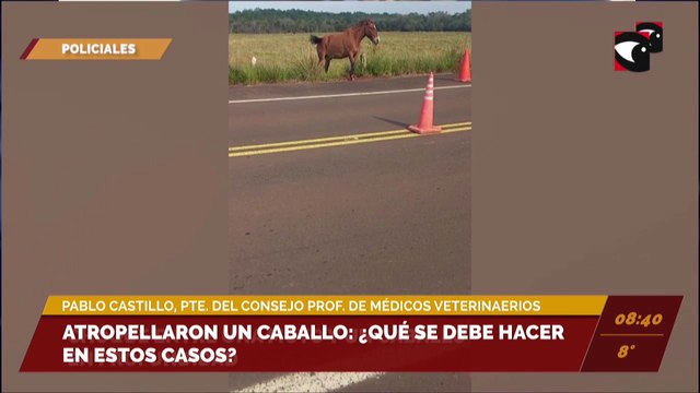 Atropellaron un caballo: ¿Qué se debe hacer en estos casos?. Pablo Castillo, presidente del Consejo Profesional de Médicos Veterinario de Misiones