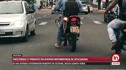 AO VIVO: MOTO É FURTADA NO CENTRO DE APUCARANA. E AINDA, PATO PARA TRÂNSITO EM AVENIDA MOVIMENTADA DE APUCARANA