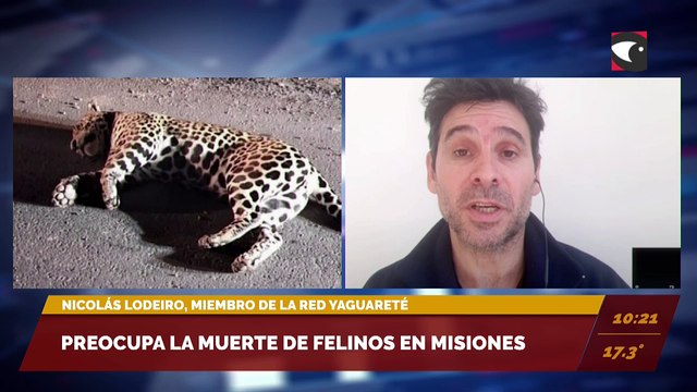 En lo que va del año, murieron 6 yaguaretés en Misiones. Nicolás Lodeiro, miembro de la Red Yaguareté