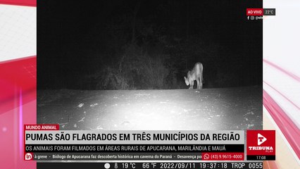 Ao vivo: homem que morreu atropelado em Apucarana seria morador de rua. Alarmante: cresce número de casos envolvendo crimes contra mulheres e vulneráveis