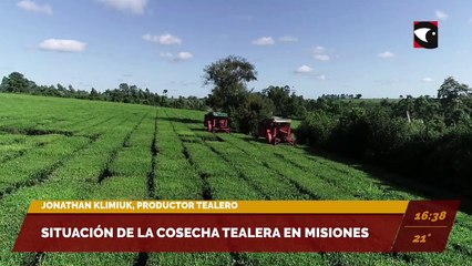 Situación de la cosecha tealera en Misiones. Entrevista con Jonathan Klimiuk, productor tealero.