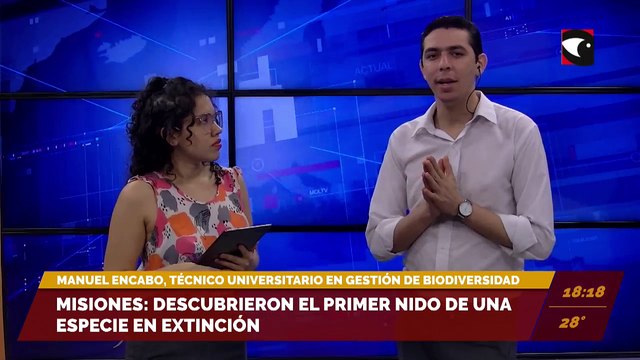 Misiones: Descubrieron el primer nido de una especie de extinción. Entrevista con Manuel Encabo, técnico universitario en Gestión de Biodiversidad.