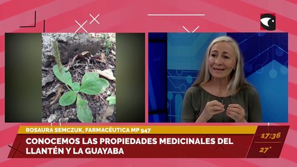Conocemos las propiedades medicinales del llantén y la guayaba. Entrevista con Rosaura Semczuk, farmacéutica MP 947.