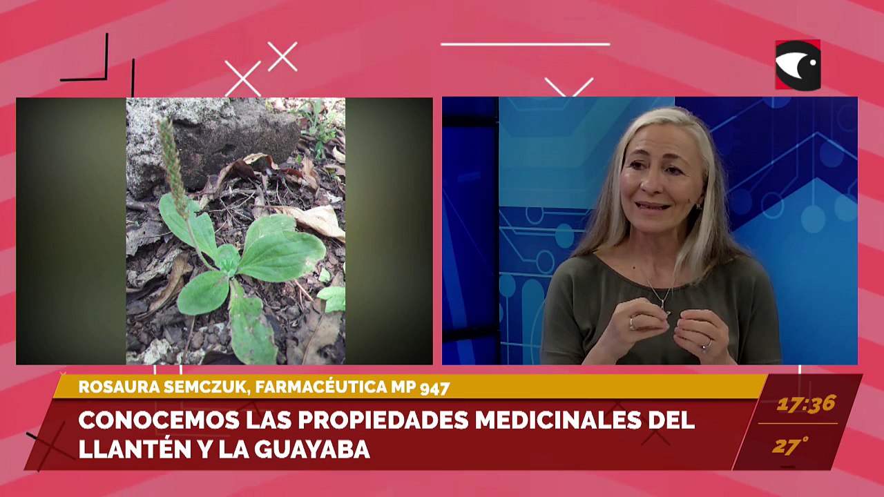 Conocemos las propiedades medicinales del llant...