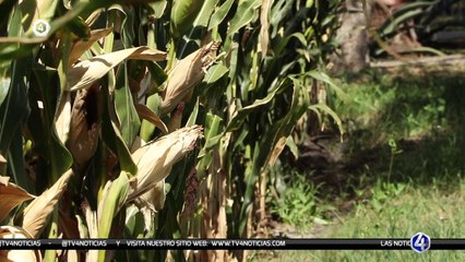 #Tv4Noticias Matutino ️️ ️ Lunes a viernes a las 5:49 am  App ·  tvcuatro.com ·  Canal 4.1 #LoViEnTv4