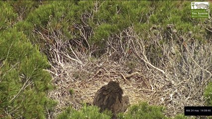 ECLOSIÓN DE UN HUEVO DE VOLTOR NEGRE A TRAVÉS DE LA WEBCAM DE LA FVSM
