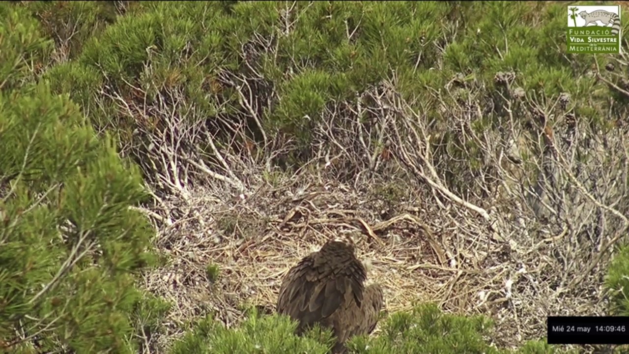 ECLOSIÓN DE UN HUEVO DE VOLTOR NEGRE A TRAVÉS DE LA WEBCAM DE LA FVSM