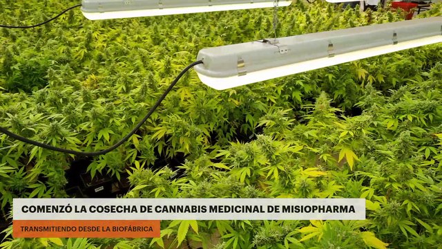 BioFábrica de Misiones | Continúa la producción de cannabis con fines medicinales