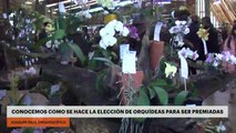 Montecarlo | Conocemos como se hace la elección de orquídeas para ser premiadas