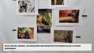 EN EL DIA DEL ANIMAL, SE INAUGURÓ UNA MUESTRA FOTOGRÁFICA DE LA FAUNA MISIONERA