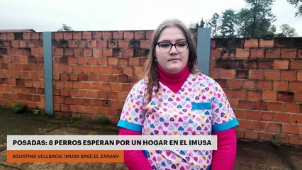 8 perros esperan por un hogar en el Imusa