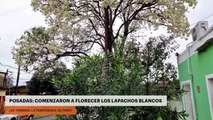 Posadas | Comenzaron a florecer los lapachos blancos. ¿Se termina la temporada de frío?