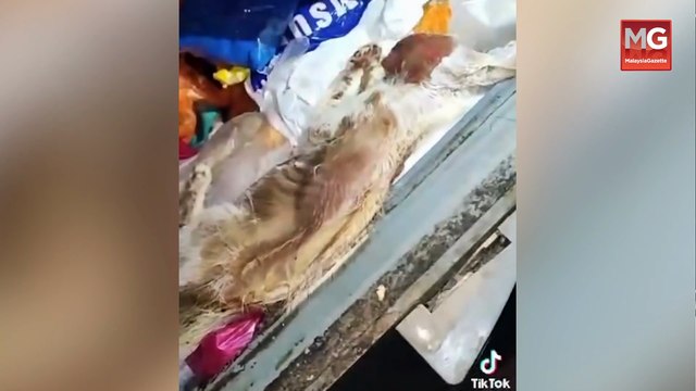 ((LIVE)) Anggota Polis Ditahan Kes Tentera Maut Ditembak Di Song. Bangkai Kucing Dalam Peti Sejuk