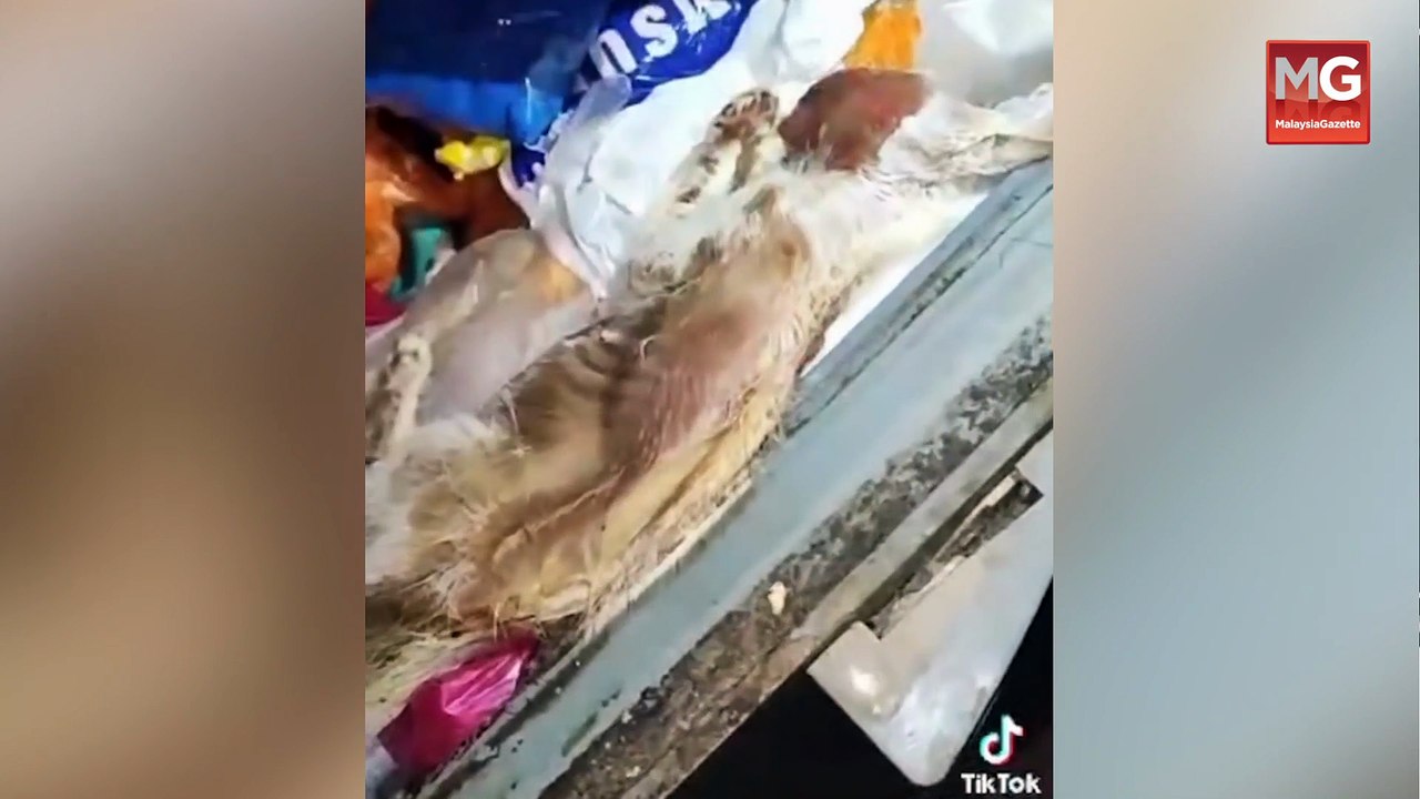 ((LIVE)) Anggota Polis Ditahan Kes Tentera Maut Ditembak Di Song. Bangkai Kucing Dalam Peti Sejuk