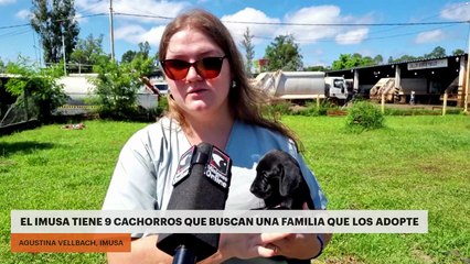 EL IMUSA TIENE 9 CACHORROS QUE BUSCAN UNA FAMILIA QUE LOS ADOPTE