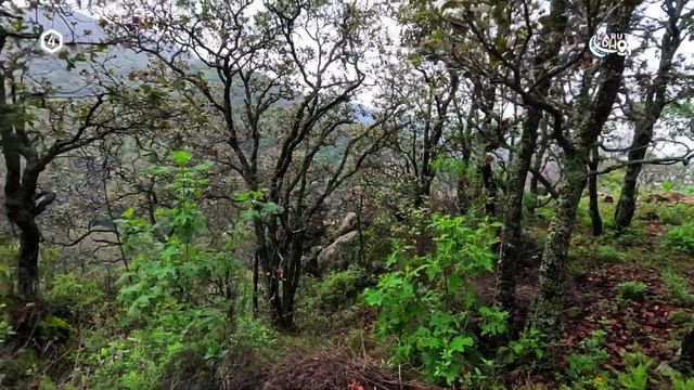 Tv4-CadaDía | Navidad durante el duelo | #LoViEnTv4 | 19/12/24