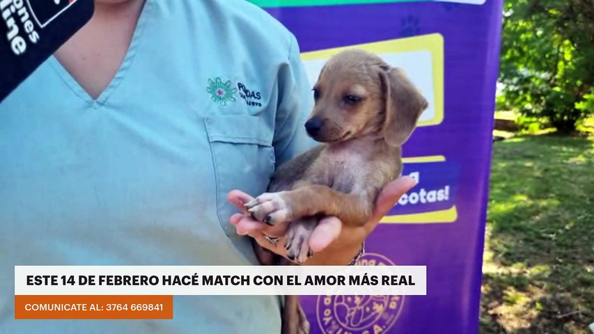 El IMUSA tiene 10 perritos que buscan un hogar: 7 adultos y 3 cachorros