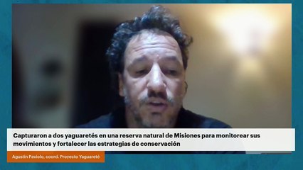 Capturaron a dos yaguaretés en una reserva natural de Misiones para monitorear sus movimientos y fortalecer las estrategias de conservación