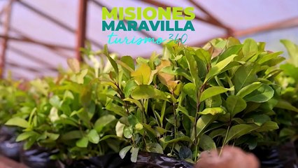 Toda la información en Arriba Misiones con la conducción de Gustavo Pérez e Ingrid Fedorischak