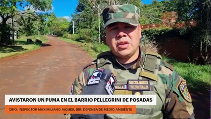 Avistaron un puma en el barrio Pellegrini de Posadas