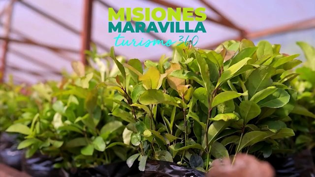 EN VIVO: Arriba Misiones. Toda la actualidad de Posadas y el interior en tiempo real