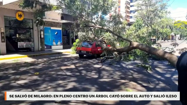 POSADAS | En pleno centro un árbol cayó sobre el auto y salió ileso