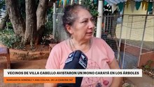 Vecinos de Villa Cabello avistaron un mono carayá en los árboles