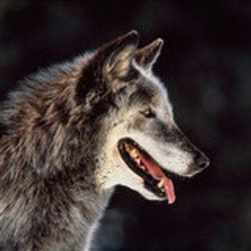 Le_loup_gameplay