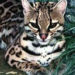 ocelot2002