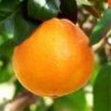 domaine-des-orangers