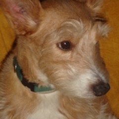 sofie