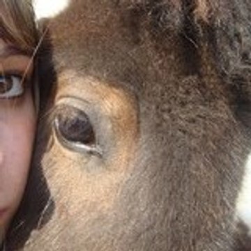 lov3-horse