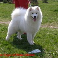 samoyedbg