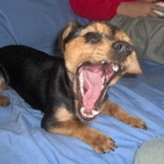Daddydoggy