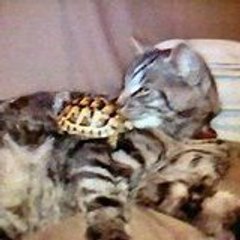 Vronick Verabordeaux